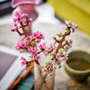Lego Botanicals Cherry Blossoms (40725)